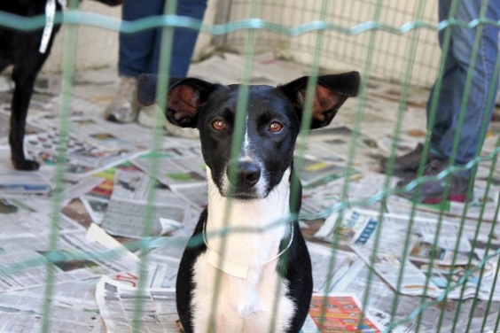 Proteção aos animais será tema de audiência 