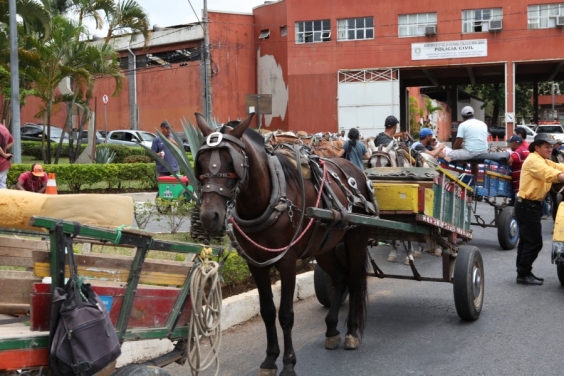 Situação dos cavalos e carroceiros será tema de nova audiência. Foto: Mila Milowski/CMBH