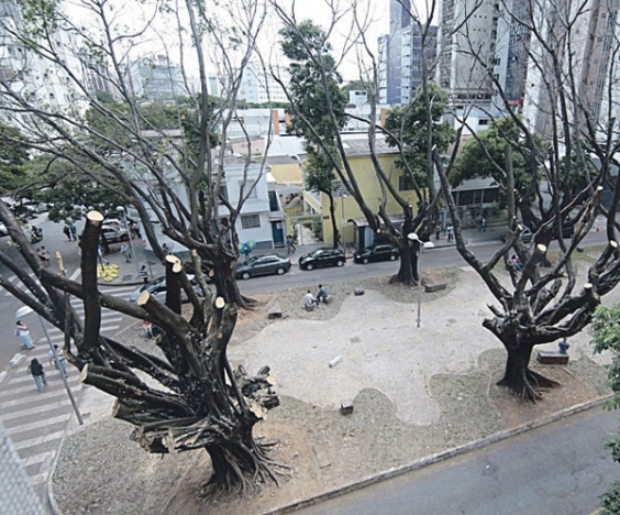 Manifestantes denunciam poda radical das árvores na Av. Bernardo Monteiro
