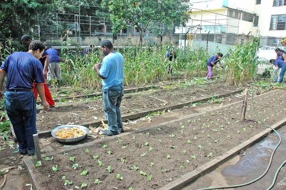 Município vai incentivar agricultores urbanos