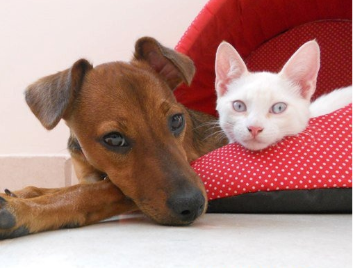 Foto: Julia Bardi | animais de estimação