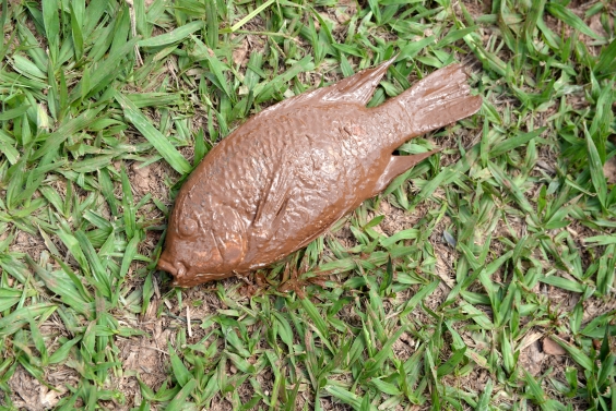 Peixe morto coberto de lama sobre a grama