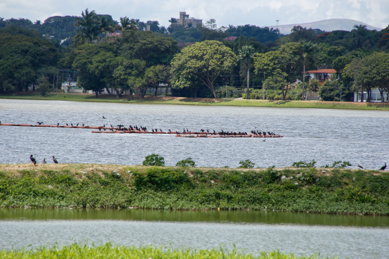Imagem da Lagoa da Pampulha com destaque para uma parte assoreada
