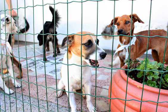 Cães em gaiola durante feira de adoção