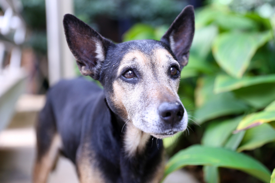 Cão de raça não especificada