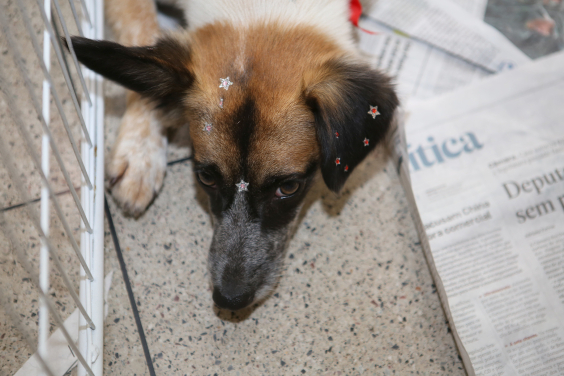Cachorro deitado