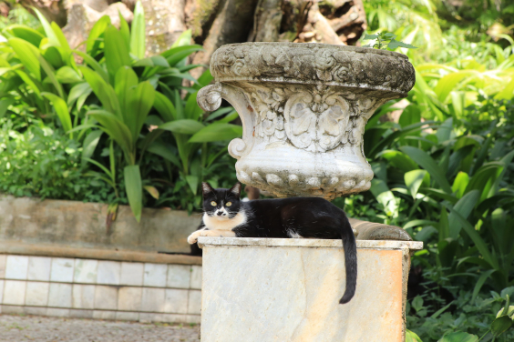 imagem de gato descansando em cima de monumento em praça pública