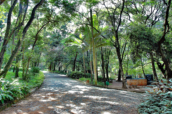 árvores no interior do parque guilherme em belo horizonte