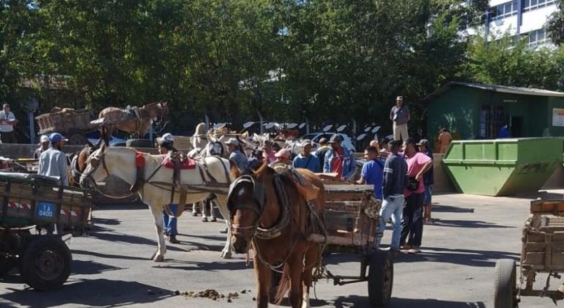 Carroças puxadas por cavalos em rua de Belo Horizonte