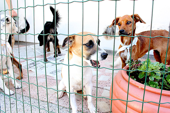 cachorros em canil