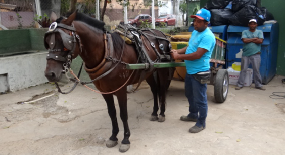 Carroça com tração animal