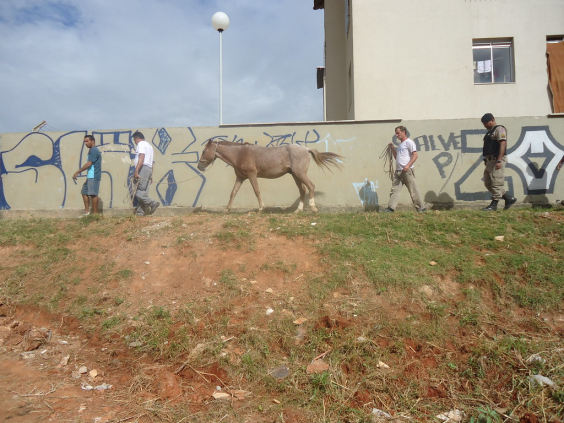 Regional Venda Nova promove ação de recolhimento de animais no bairro Santa Mônica