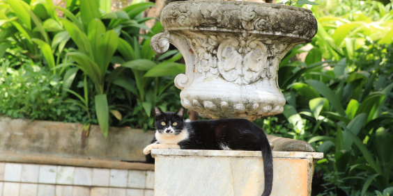 imagem de gato descansando em cima de monumento em praça pública