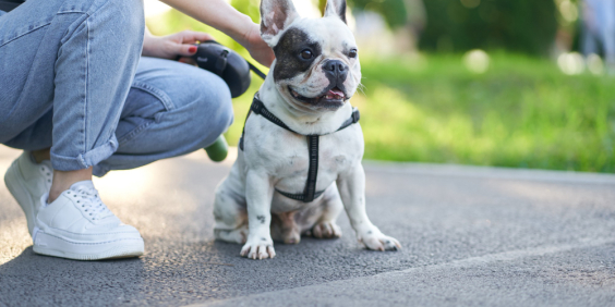 Cachorro da raça bulldog em coleira acompanhado de seu dono