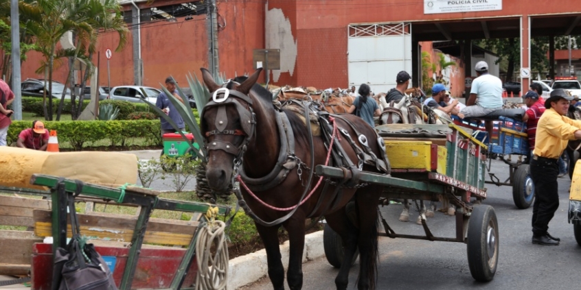 Situação dos cavalos e carroceiros será tema de nova audiência. Foto: Mila Milowski/CMBH