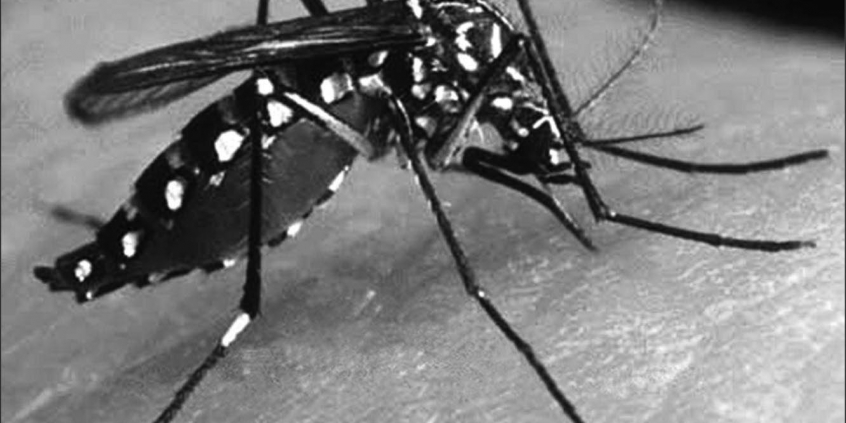 Pelo Disque BH Combate a Dengue, população poderá denunciar locais com possíveis focos do mosquito