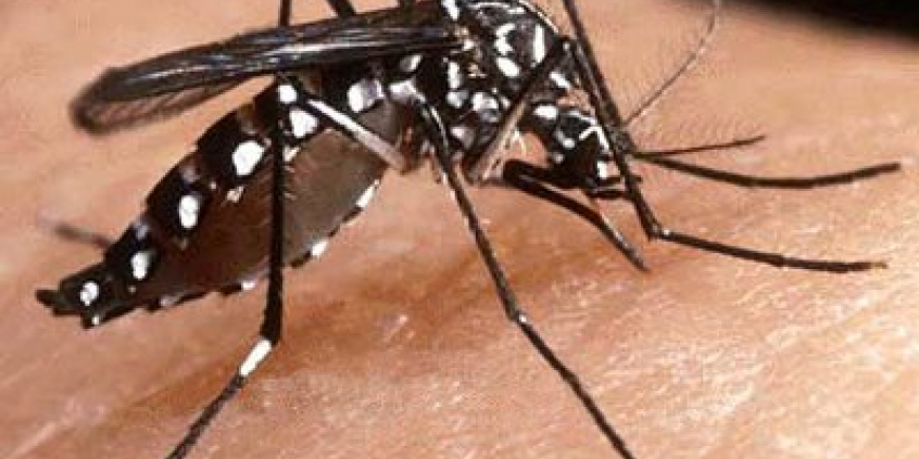 Parlamentares propõem medidas para prevenção e combate à dengue em BH