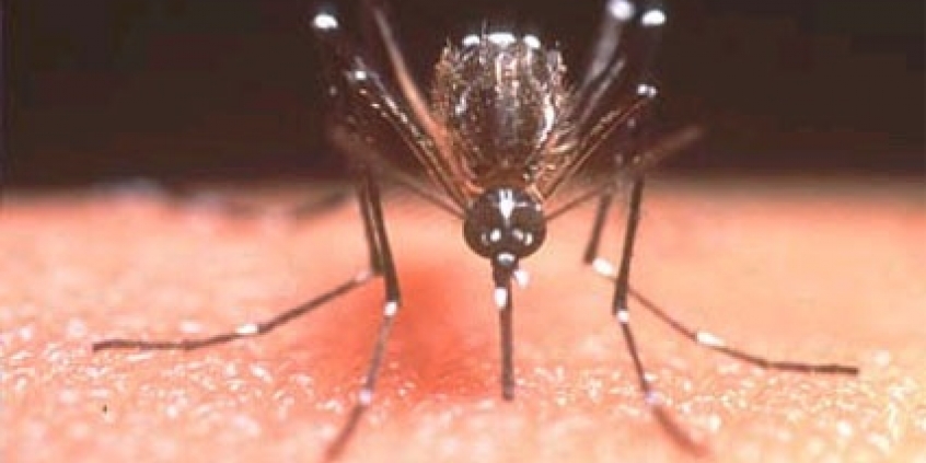 PLs visam conscientizar a população e erradicar focos de reprodução do Aedes Aegypti, transmissor das duas doenças