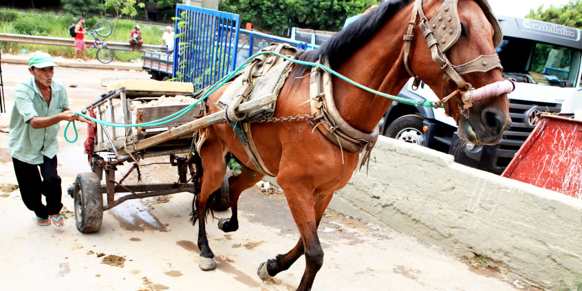 Um cavalo puxa uma carroça cheia de restos de construção, guiado por um homem. que usa camisa verde e boné.