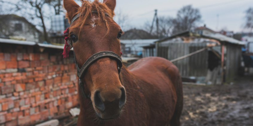 Cavalo com arreio marrom em quintal