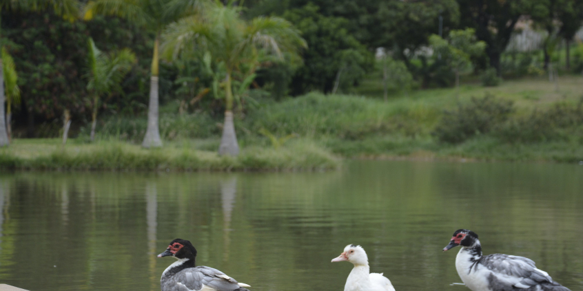 Três patos enfileirados na lagoa do Parque Nossa Senhora da Piedade