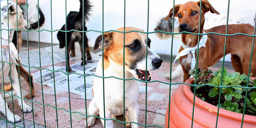 Cães em gaiola durante feira de adoção