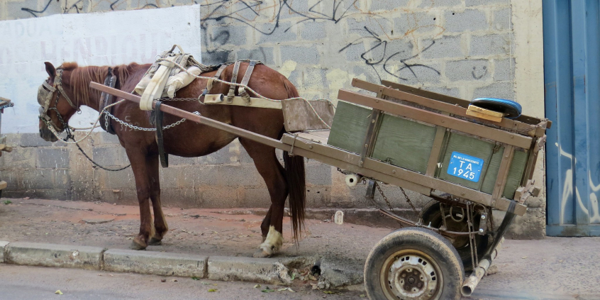Charrete conduzida por cavalo em calçada de BH