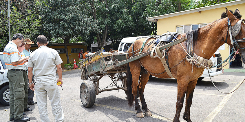 fiscal da prefeitura de belo horizonte conversa com dono de carroça puxada por cavalo