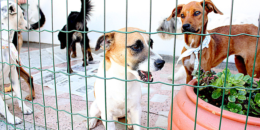 cachorros em canil