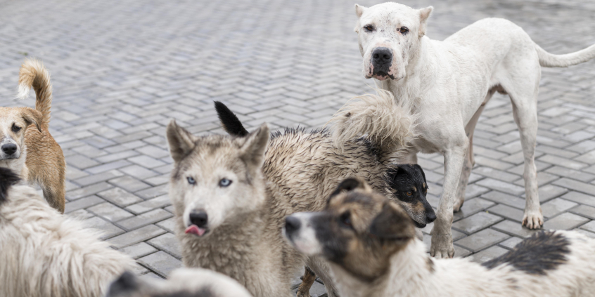 Cachorros reunidos em bando