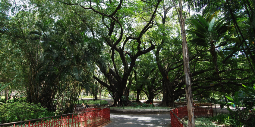 árvores em parque