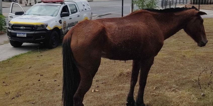 cavalo solto em via pública
