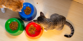 Fotografia tira de cima, exibe dois gatinhos comendo ração, e três potinhos coloridos cheios de ração