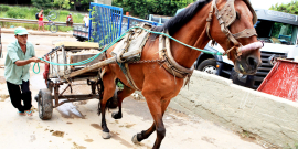 Um cavalo puxa uma carroça cheia de restos de construção, guiado por um homem. que usa camisa verde e boné. 