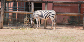 Imagem de uma zebra pastando em seu recinto no zoológico