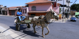 Um homem com camisa azul passeia em uma carroça puxada por um cavalo branco em uma rua asfaltada e plana