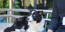 Cachorro sentado em banco el local semi-aberto, com tutor ao seu lado, durante o dia