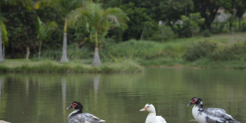 Três patos enfileirados na lagoa do Parque Nossa Senhora da Piedade