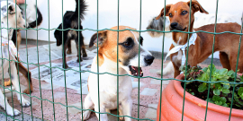 Cães em gaiola durante feira de adoção