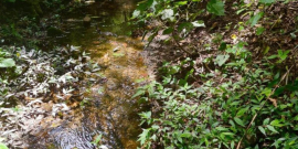 A foto mostra a mata da Izidora, com pequeno rio e mato ao redor