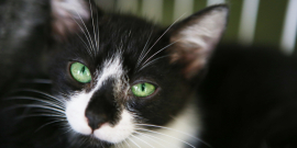 Gato preto e branco