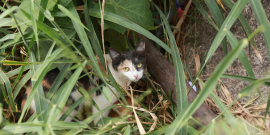 gato se escondendo na grama