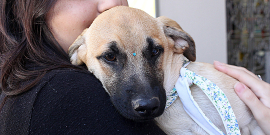 Mulher segura cachorro no colo