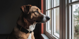 cachorro triste olhando pela janela