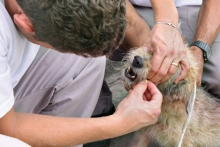 Em pauta, soluções para a queda de cães e gatos no Arrudas, castração e guarda responsável - Foto: Portal PBH