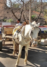 Comissão especial debaterá atividade de carroceiros e o bem-estar dos cavalos. Foto: Portal PBH