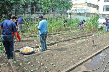 Município vai incentivar agricultores urbanos