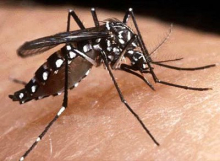 Parlamentares propõem medidas para prevenção e combate à dengue em BH