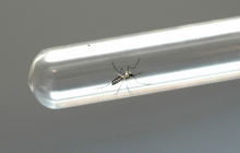 Neste ano, estima-se um total de 150 mil casos de dengue na capital - Foto: Venilton Kuchler ANPr