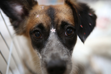 Foto em detalhe do rosto de cachorro bem tratado, com pequena estrela decorativa colada na testa